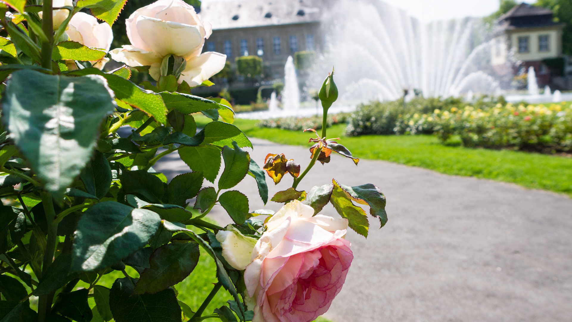 Bad Kissingen Rosengarten