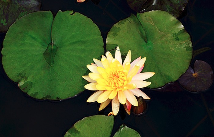 pro GalaBau e. K. - Gartenteichanlagen